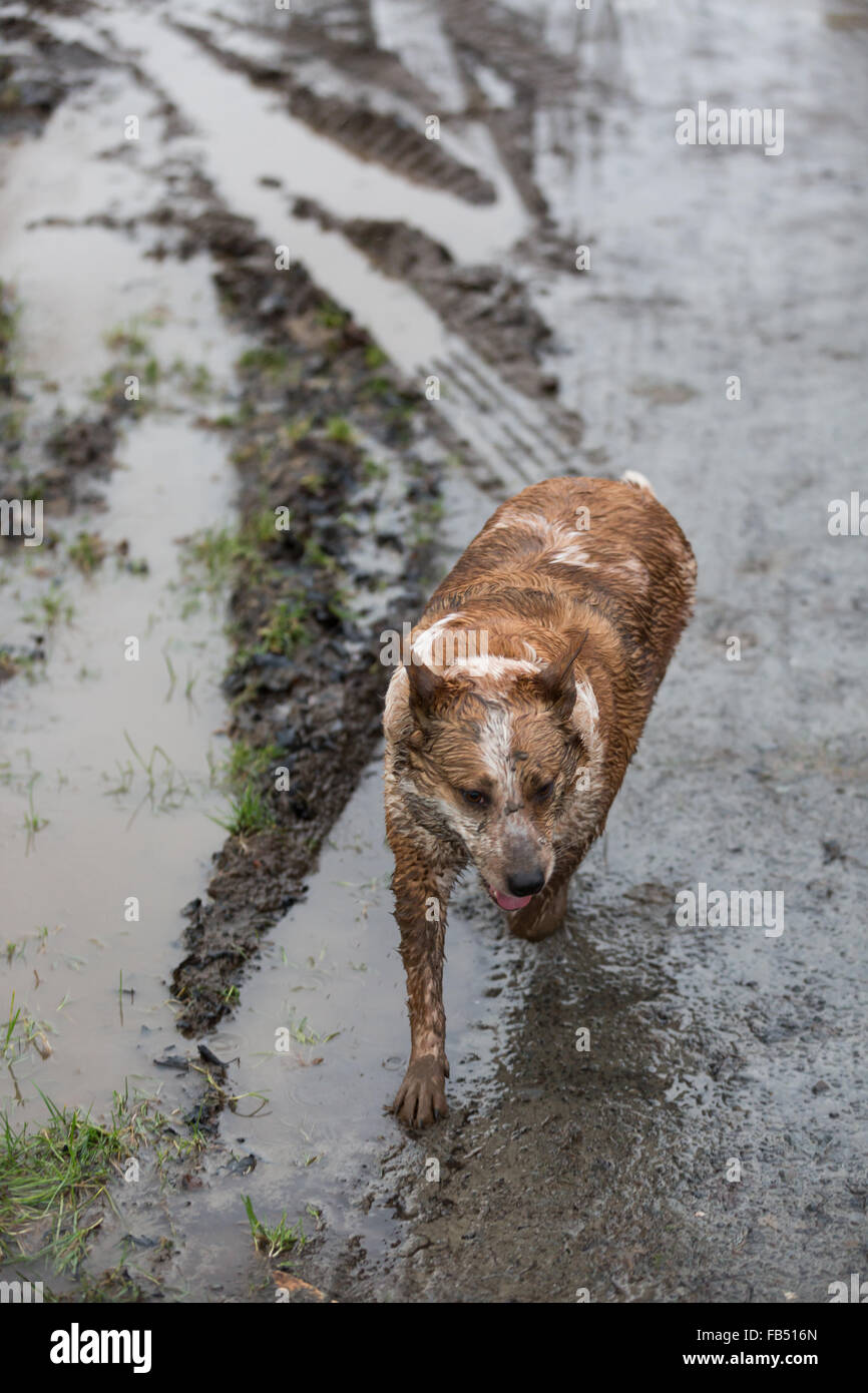 Wet fangoso fattoria cane camminando sotto la pioggia Foto Stock