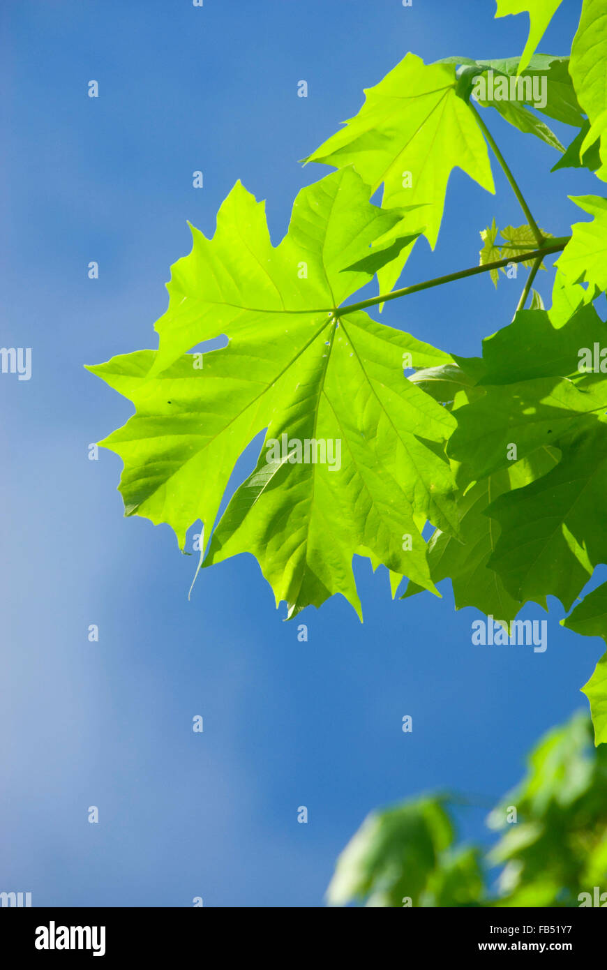 Bigleaf maple leaf, Willamette Missione del parco statale, Oregon Foto Stock