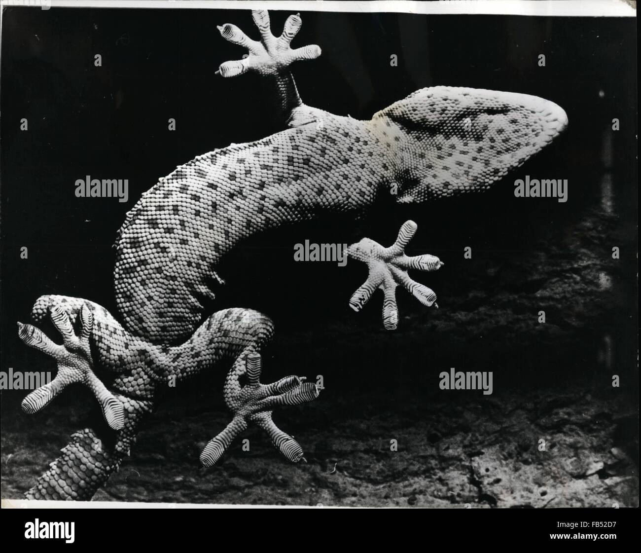 1972 - Visualizzazione insolita di un interessante animale; uno dei più interessanti animali negli zoo di Zurigo è questo Tokee-Gecko. 30 a 35 cm di lunghezza e dotati di adesivo dita dei piedi, l'animale è in grado di scalare verticalmente su ogni superficie, come finestre e specchi. In suo luogo o origine, Sud Est Asiatico, tokee Gecko è considerata molto forte mascotte. Il nome Tokes deriva dal fatto che il maschio Gecko grida il suono ''Tokes-tokes'' in inverno. © Keystone Pictures USA/ZUMAPRESS.com/Alamy Live News Foto Stock