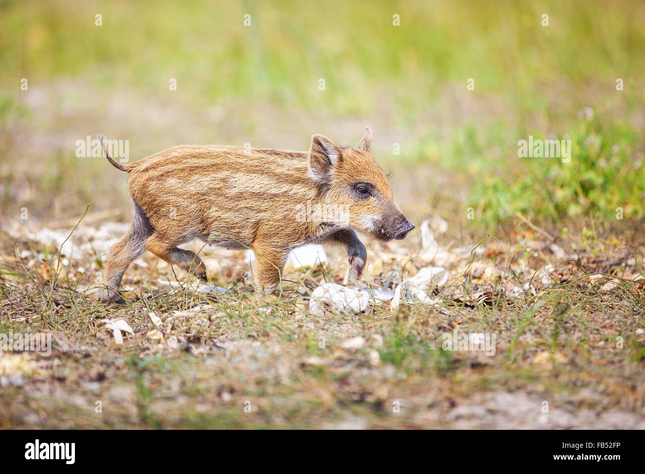 Wild piglet in un giorno di estate Foto Stock