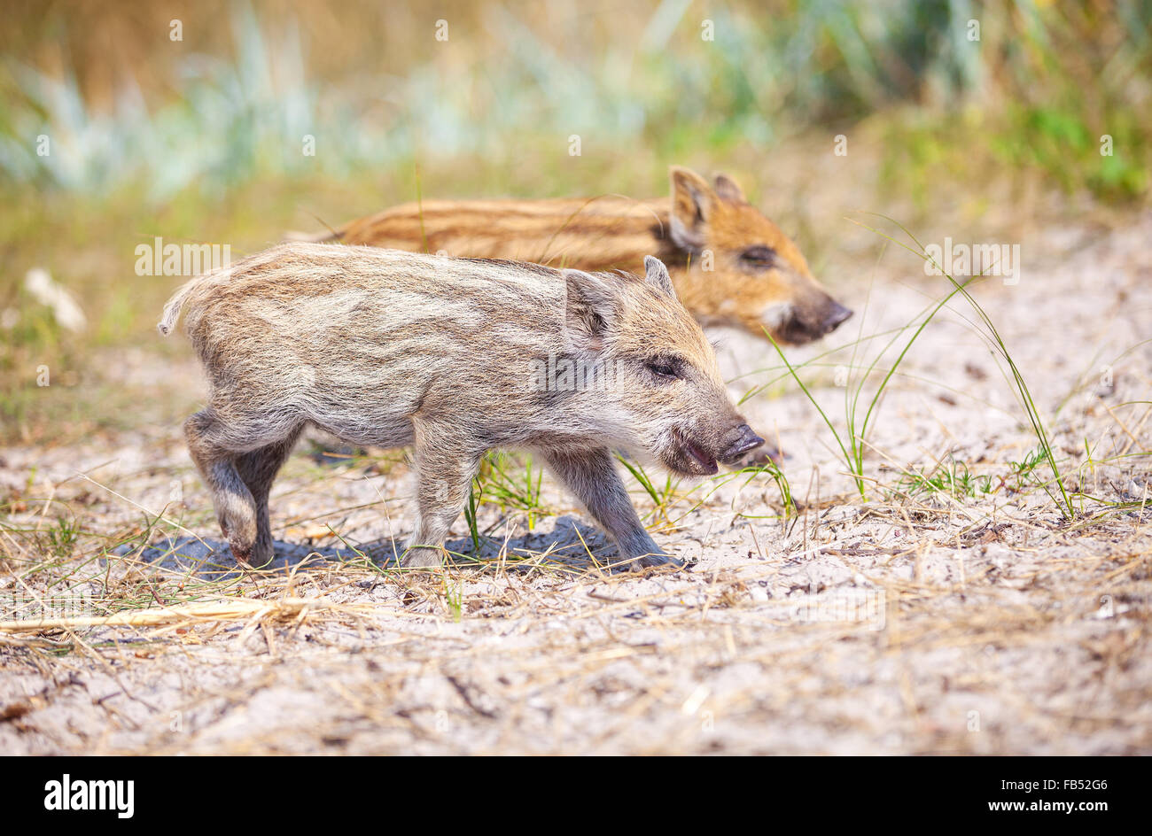 Maialini selvatici in un giorno di estate Foto Stock