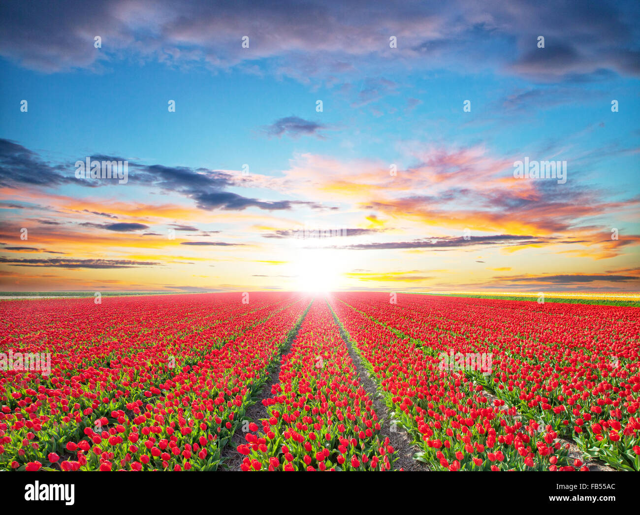 Splendido campo di tulipani nei Paesi Bassi Foto Stock