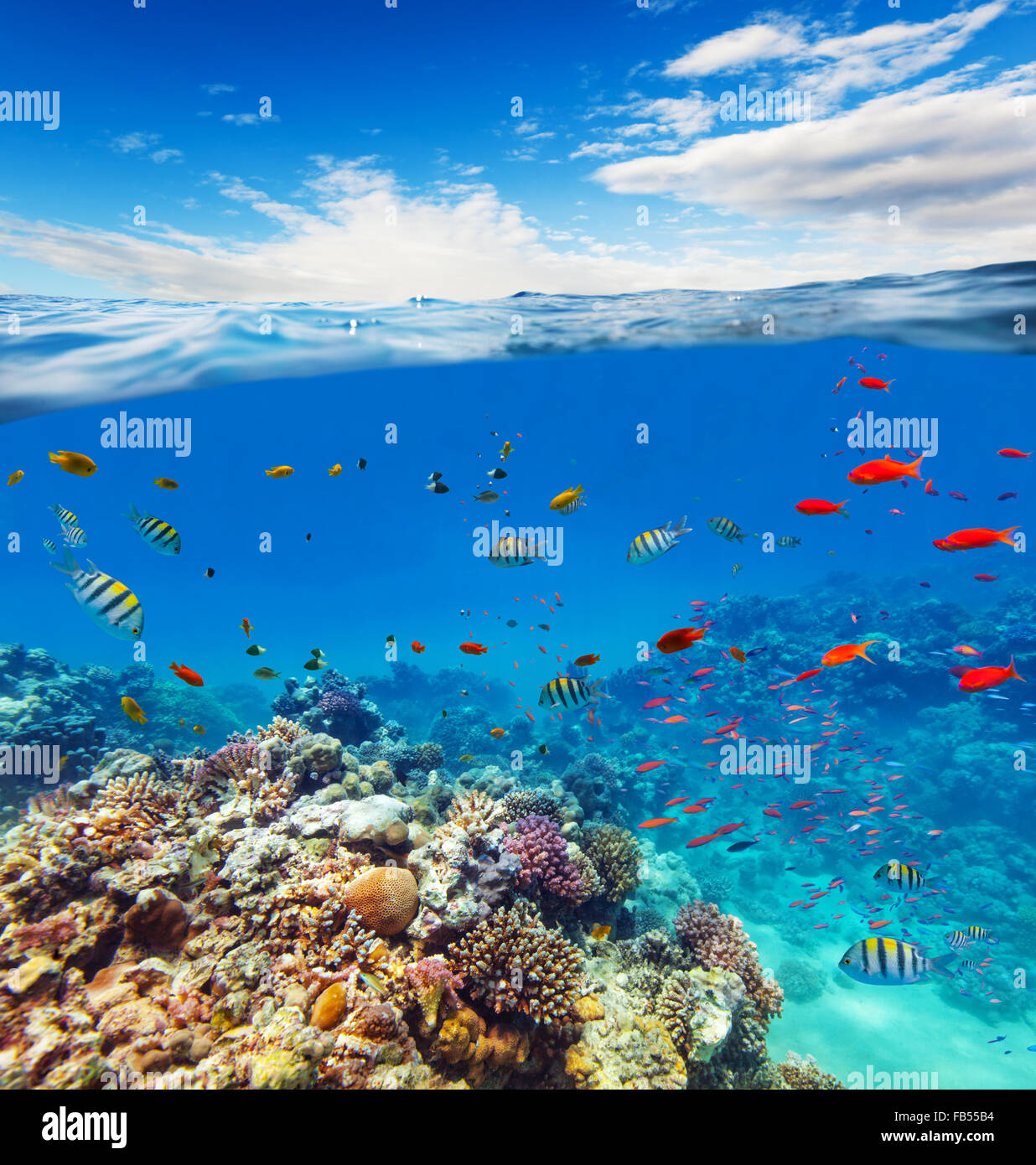 Underwater Coral reef con orizzonte e onde di acqua Foto Stock