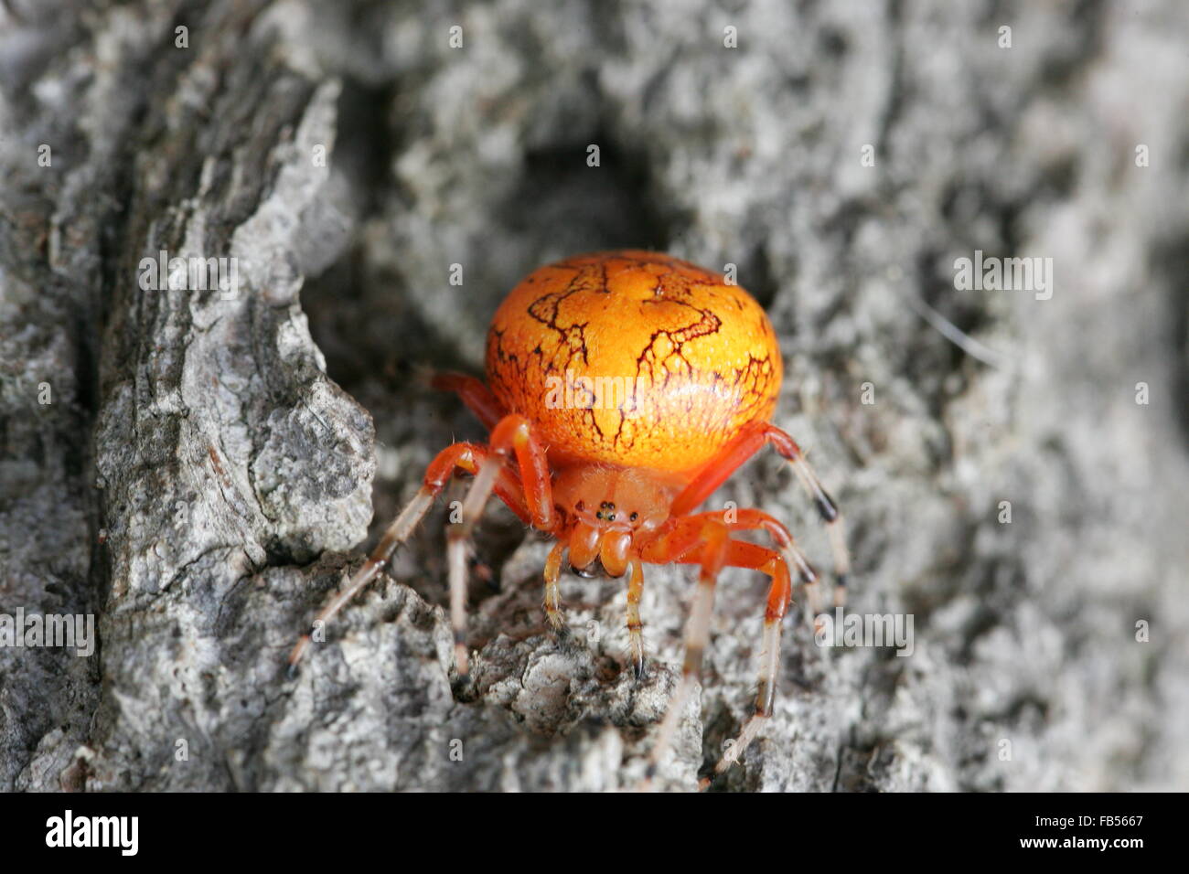 Il ragno di zucca o in marmo di colore arancione Orb Weaver spider Foto Stock