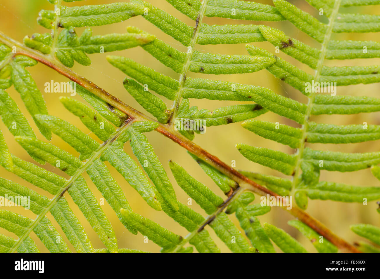 Crescita fresco di verde lussureggiante bracken fronde, nome latino Pteridium Foto Stock