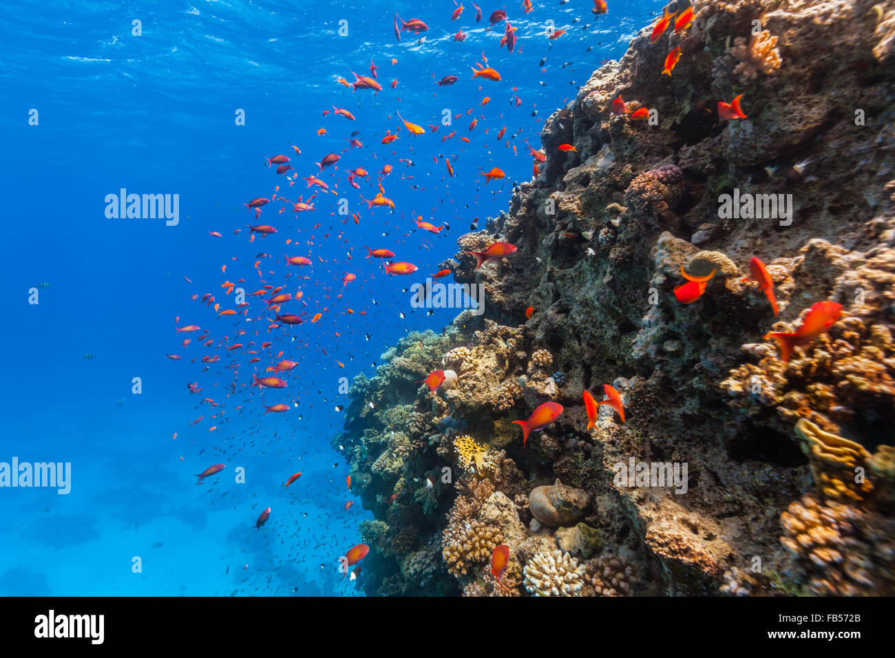 Scogliera di corallo e pesce tropicale in Mar Rosso Foto Stock