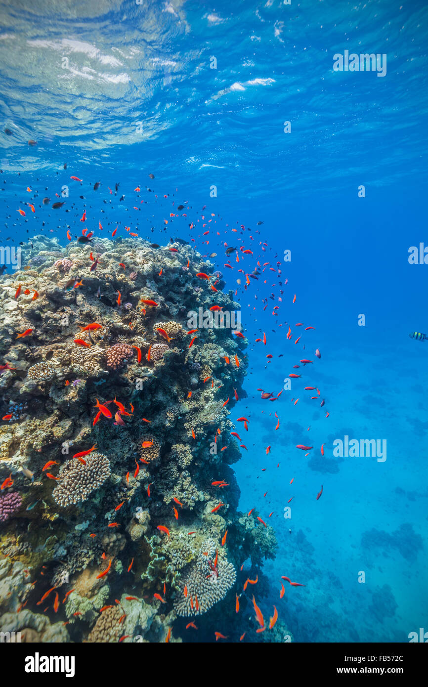 Scogliera di corallo e pesce tropicale in Mar Rosso Foto Stock