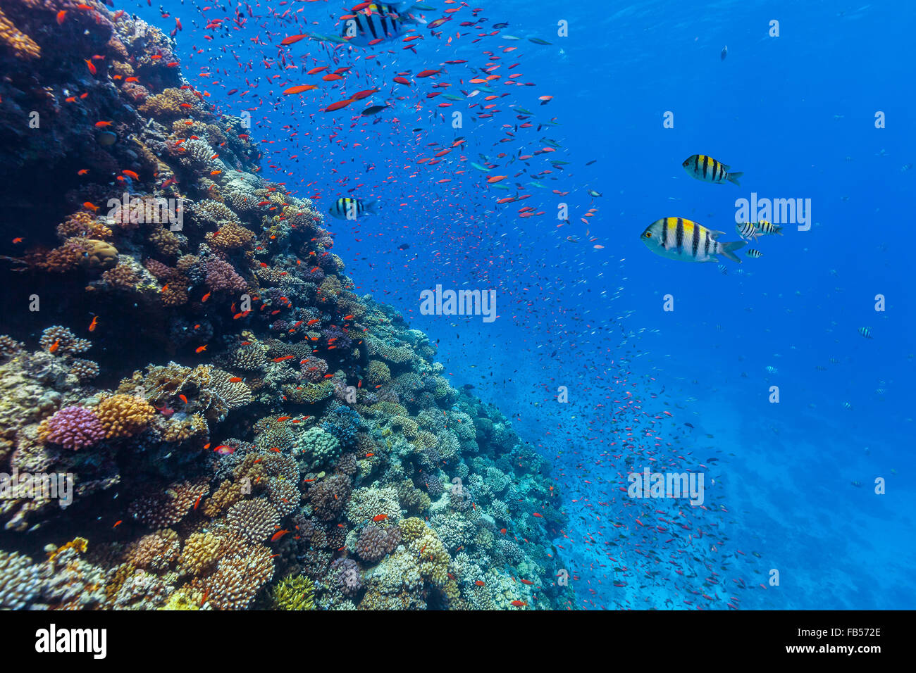 Scogliera di corallo e pesce tropicale in Mar Rosso Foto Stock