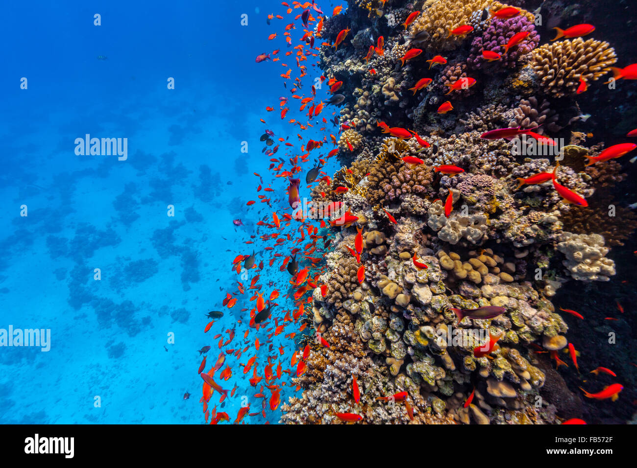 Scogliera di corallo e pesce tropicale in Mar Rosso Foto Stock
