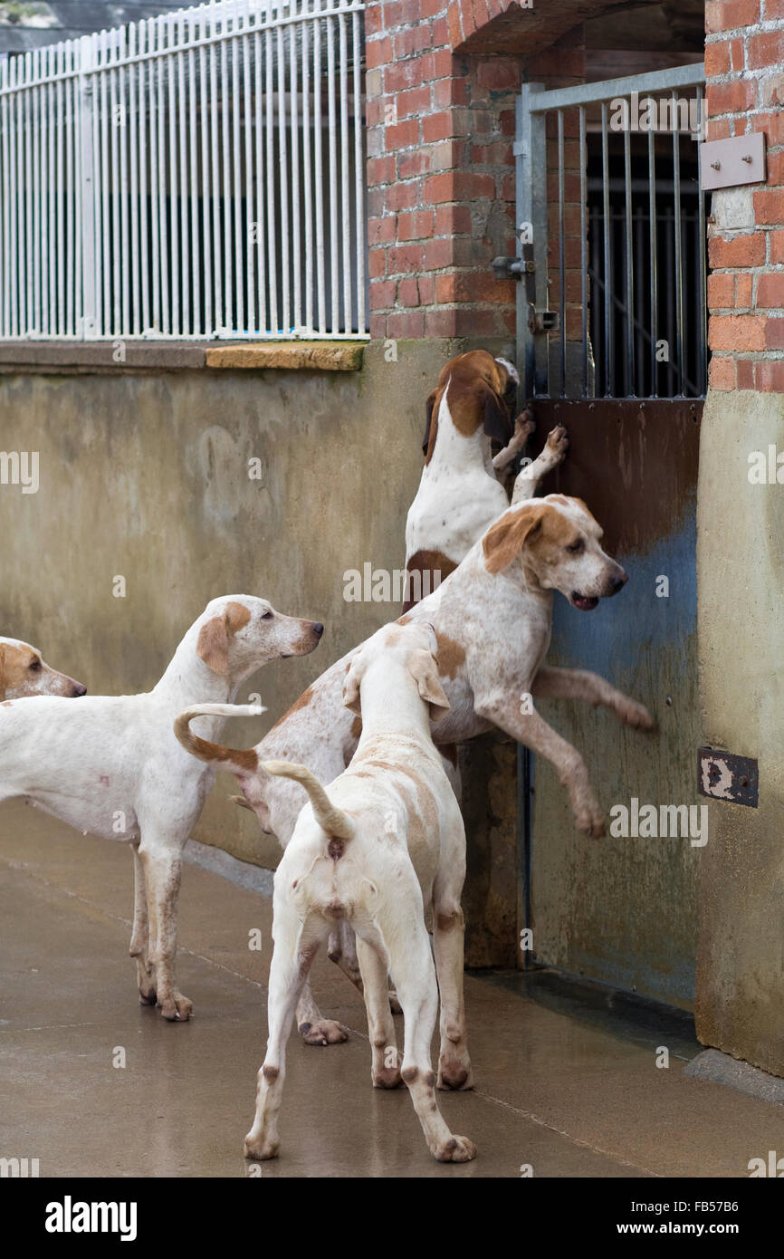 Foxhounds in canile prima di andare fuori con il North Cotswolds caccia sul Boxing day Foto Stock