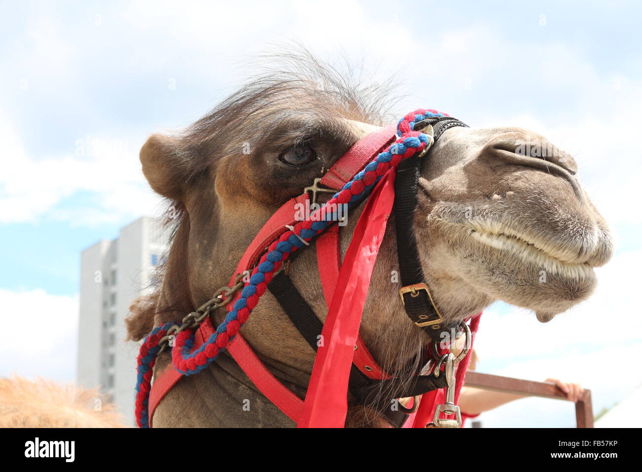 Ritratto di un cammello Foto Stock