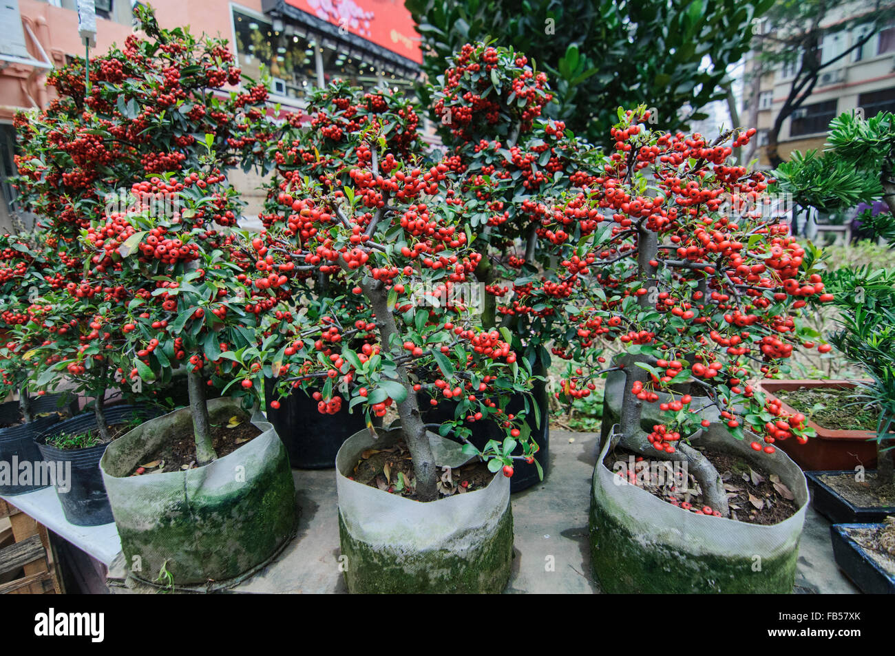 Rosso di bacche Firethorn nel mercato dei fiori in Mongkok, Hong Kong Foto Stock