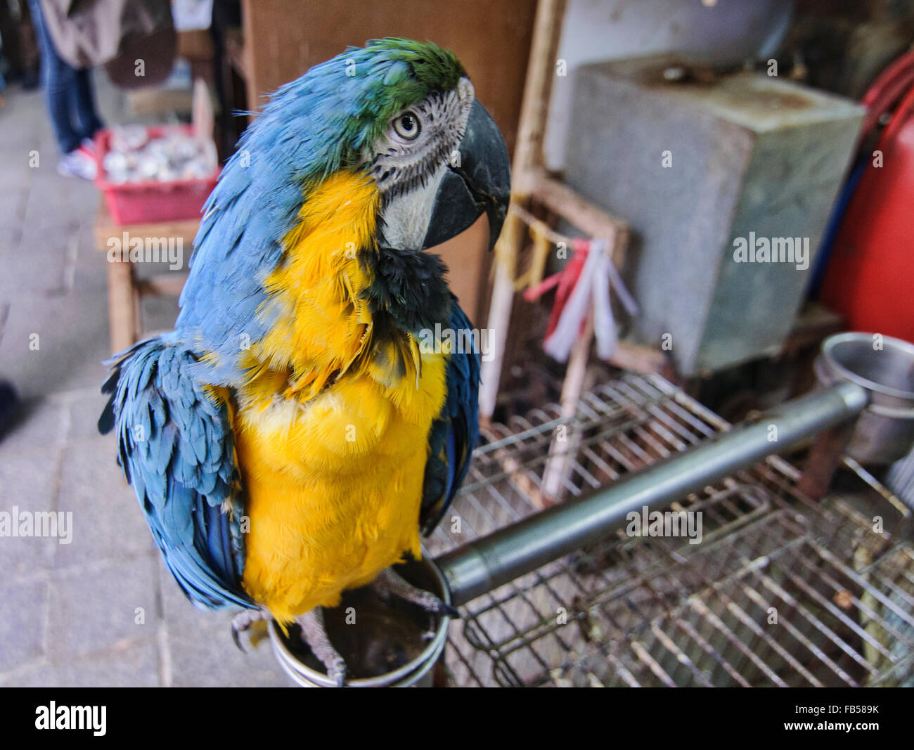 Blu e Giallo Macaw da Yuen Po Bird Garden Mercato di Mongkok, Hong Kong Foto Stock