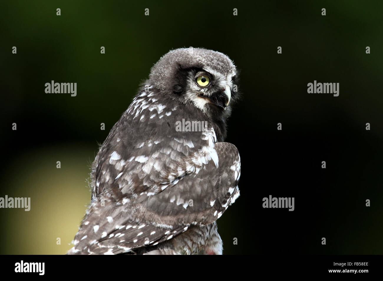 Northern Hawk Owl (surnia ulula) Foto Stock