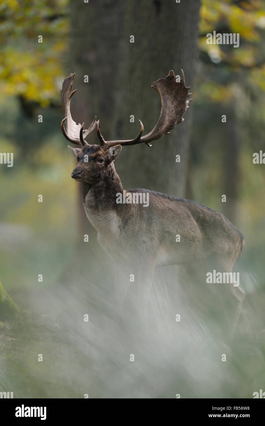 Il daino ( Dama dama ) si trova tra gli alberi in una foresta colorata autunnale, vista laterale da un basso angolo di vista (Germania), fauna selvatica, Europa. Foto Stock