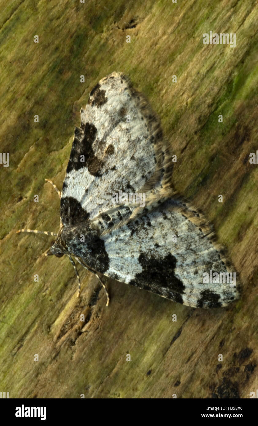 Tappeto giardino tarma (Xanthorhoe fluctuata) Foto Stock