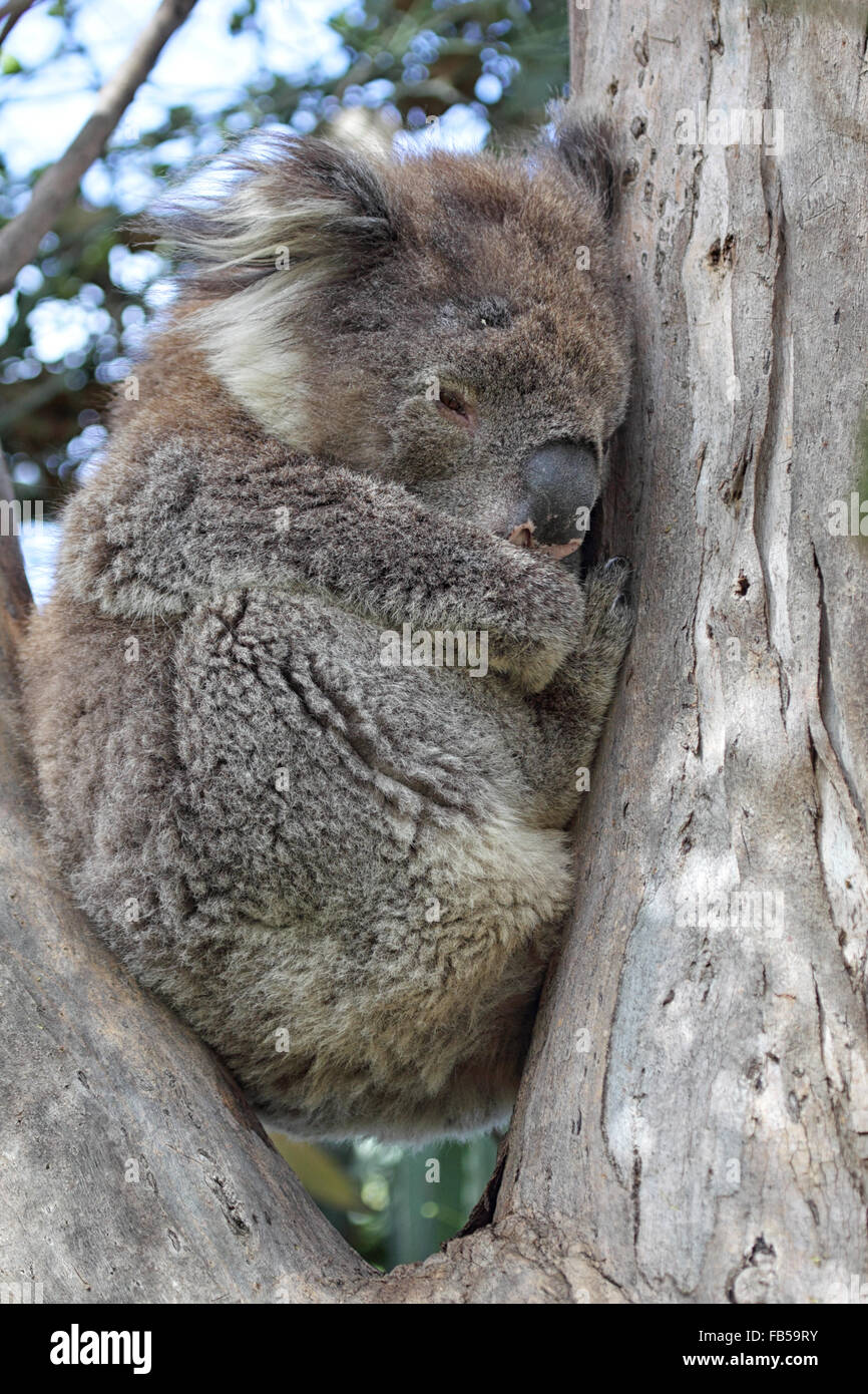 Koala (Phascolarctos cinereus) seduto in una struttura ad albero eukalyptus in Kennet River a Great Ocean Road, Victoria, Australia. Foto Stock
