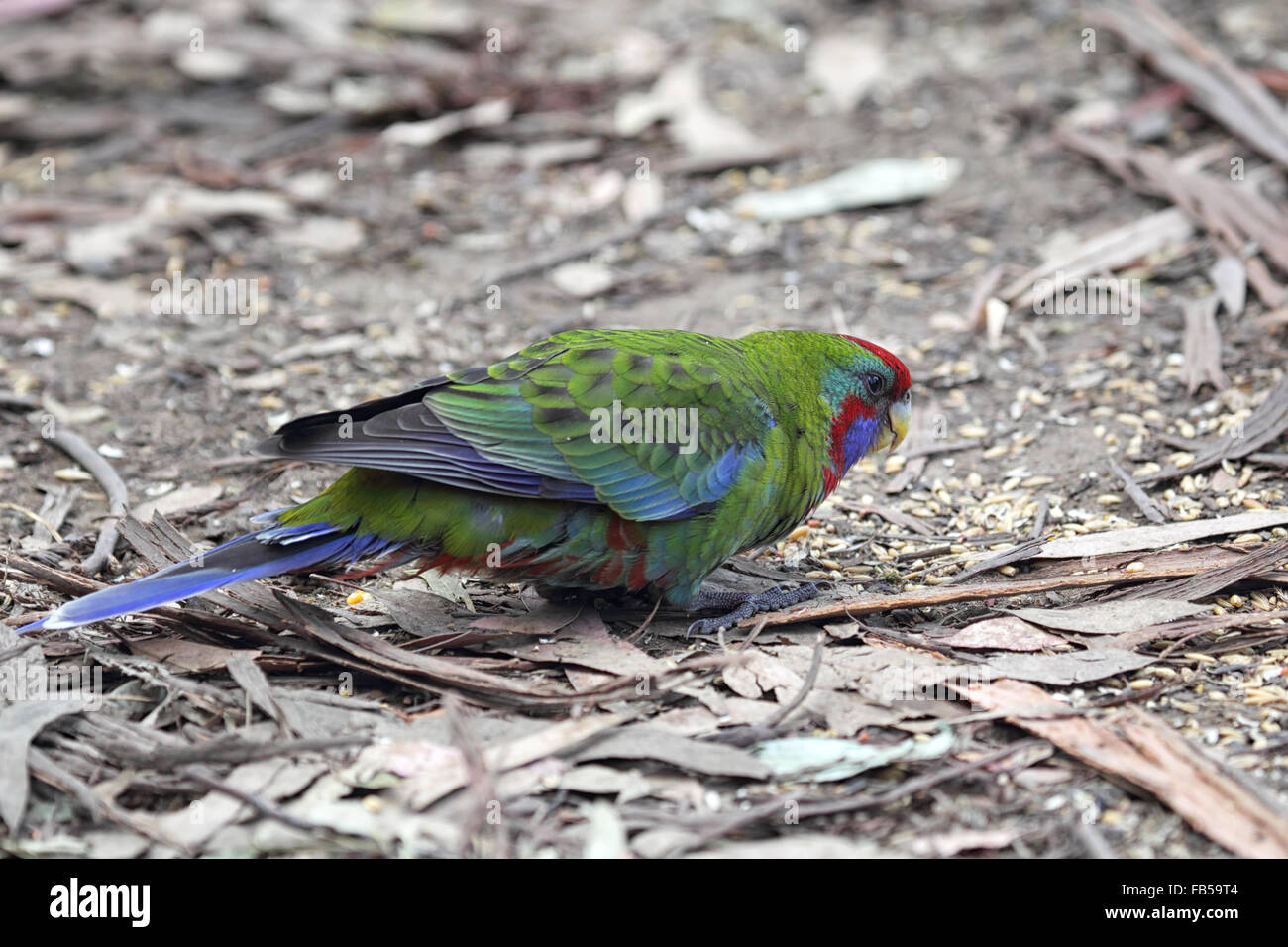 I capretti Crimson Rosella (Platycercus elegans) seduto per terra in Kennet River a Great Ocean Road, Victoria, Austral Foto Stock