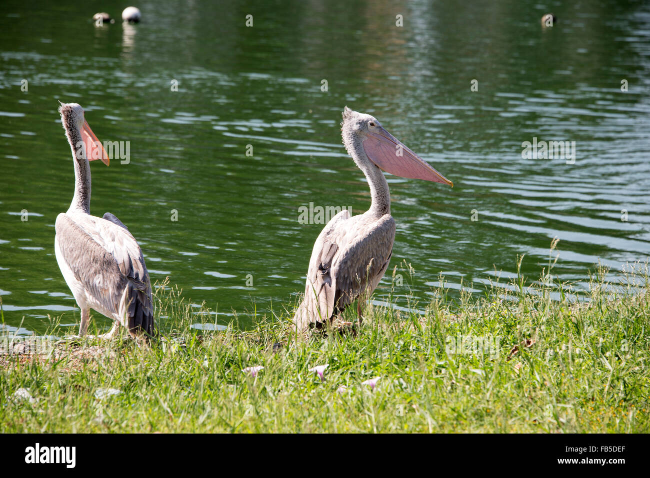 Pellicani intorno al Kaladuwa Beia lago nel centro della città di Colombo, Sri Lanka. Foto Stock