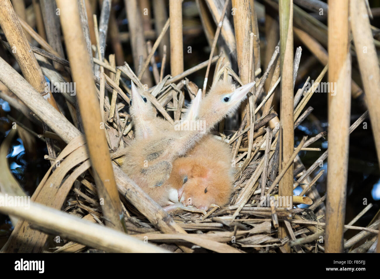 Ixobrychus minutus. Il nido del Tarabusino in natura. La Russia. Russia, Rjazan Regione (Ryazanskaya oblast), il Prons Foto Stock