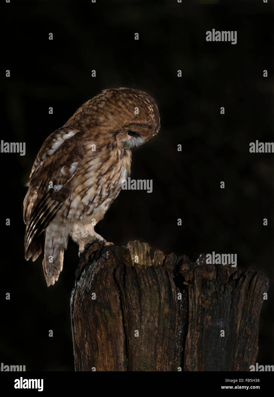 Wild Allocco (Strix aluco) appollaiato sul palo di legno di notte nel Warwickshire woodland Foto Stock