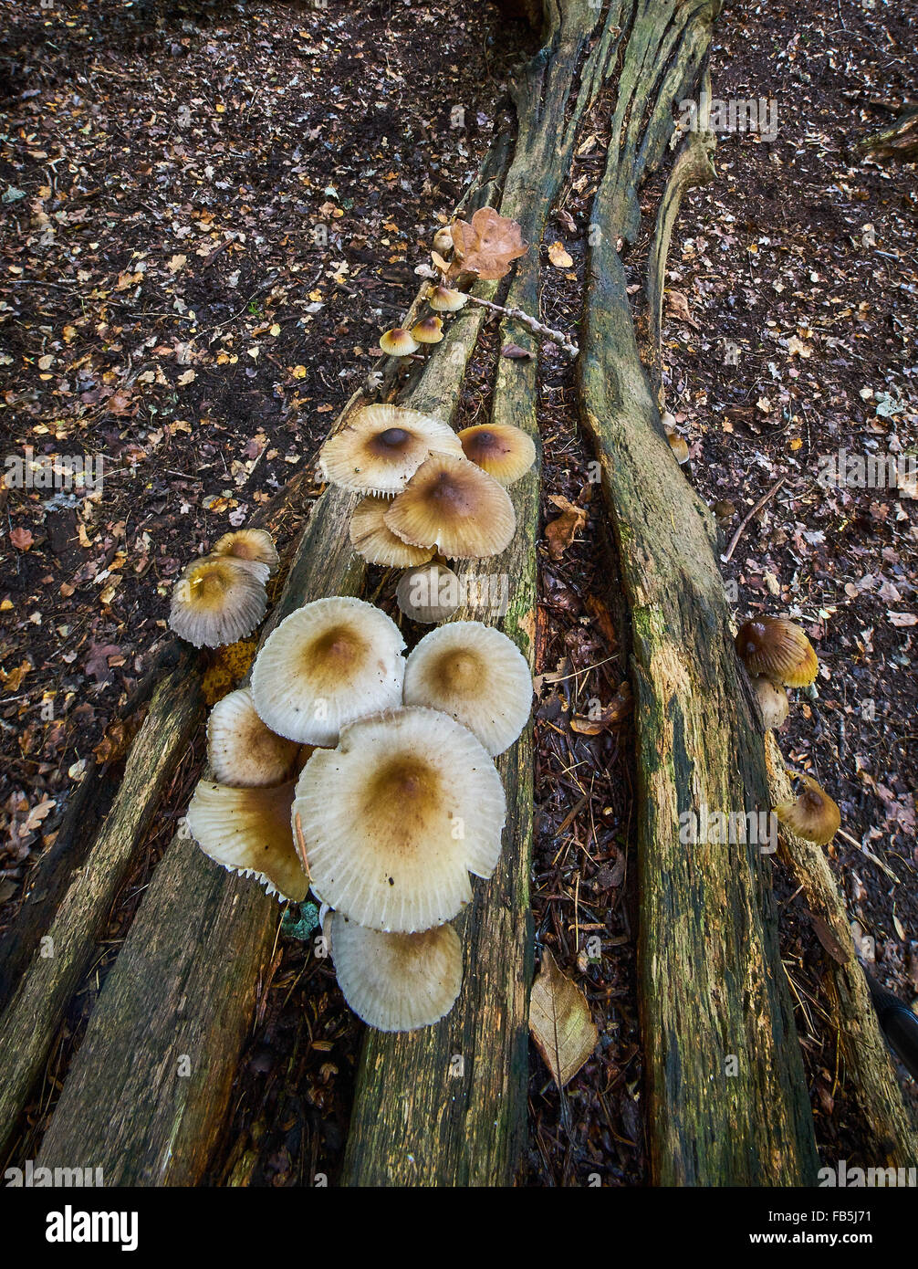 Funghi in autunno Foto Stock