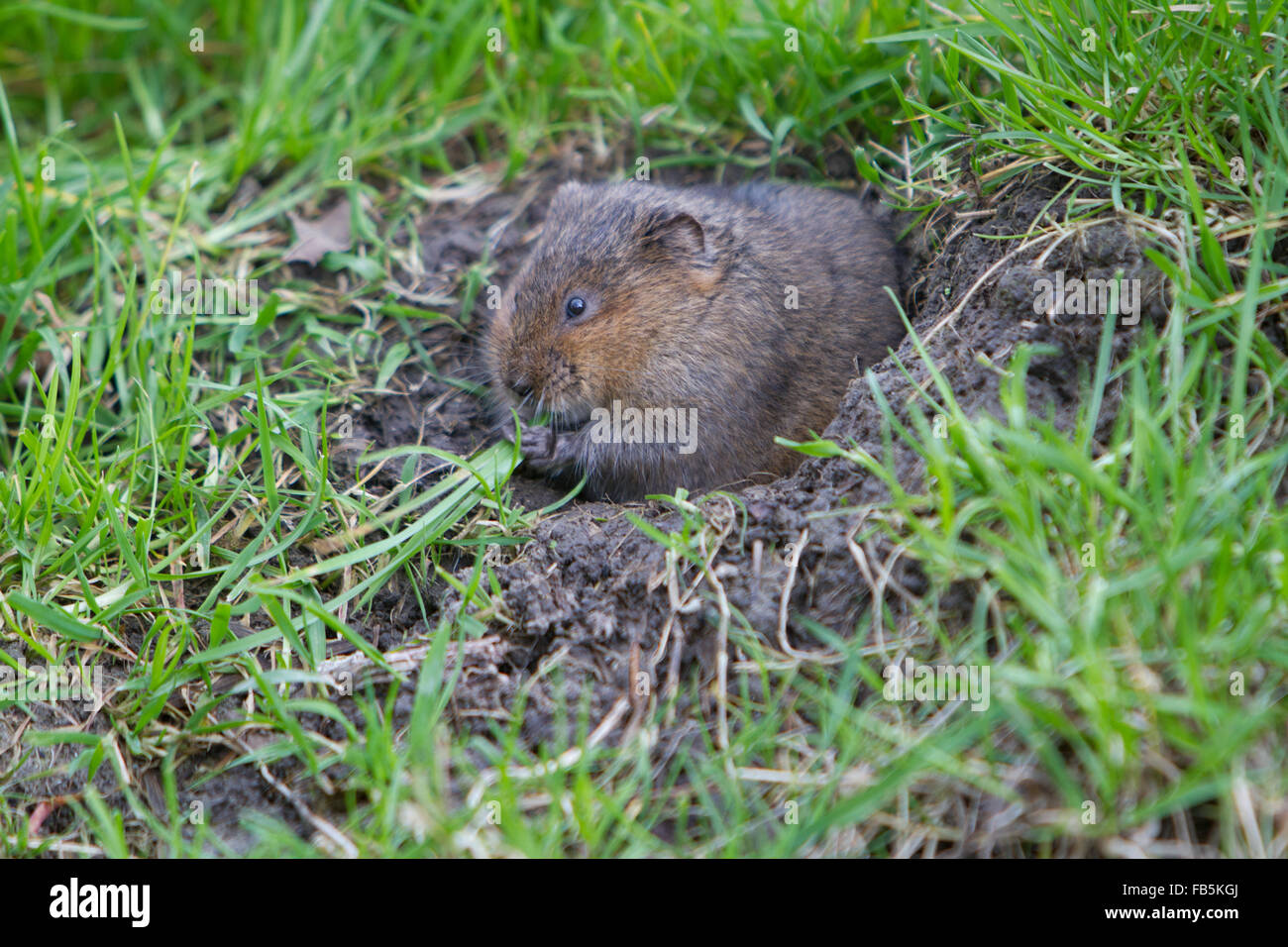 European water vole, Arvicola amphibius,in seduta burrow ingresso e pascolo Foto Stock