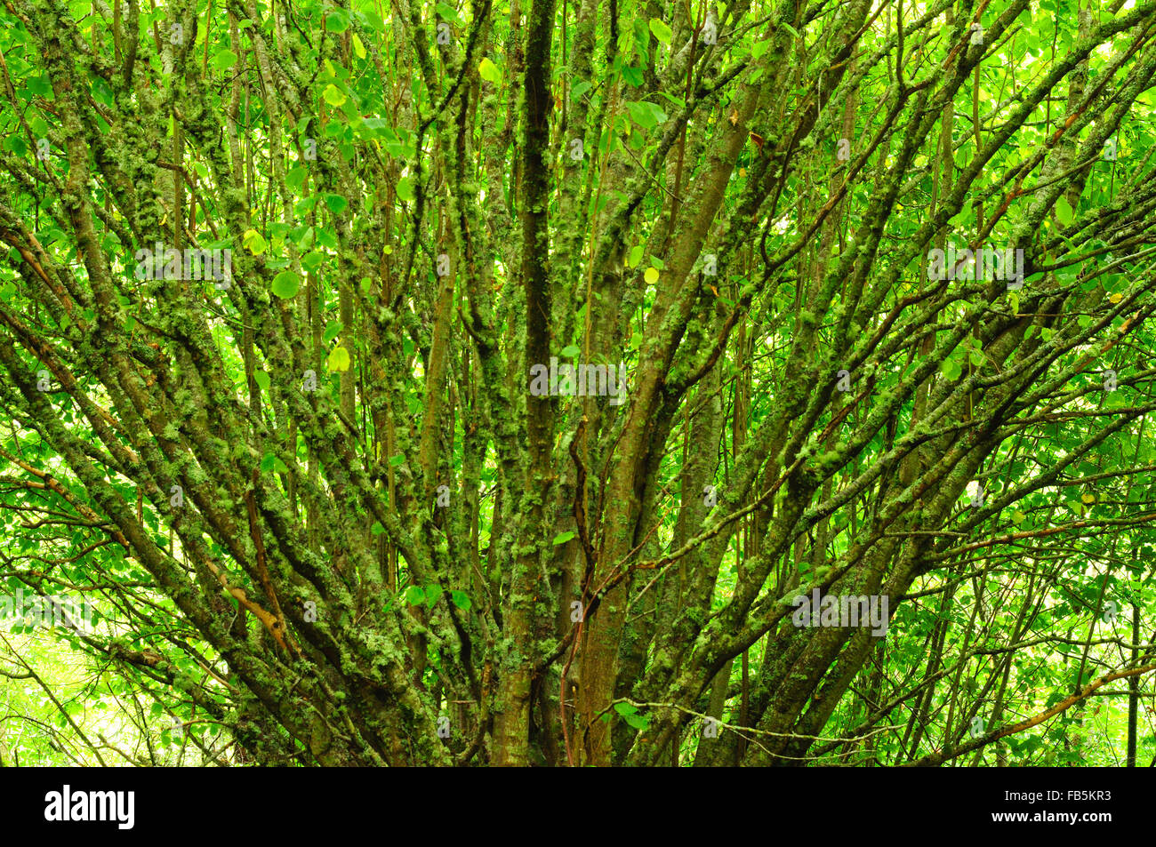 Comune di nocciolo (Corylus avellana) Foto Stock