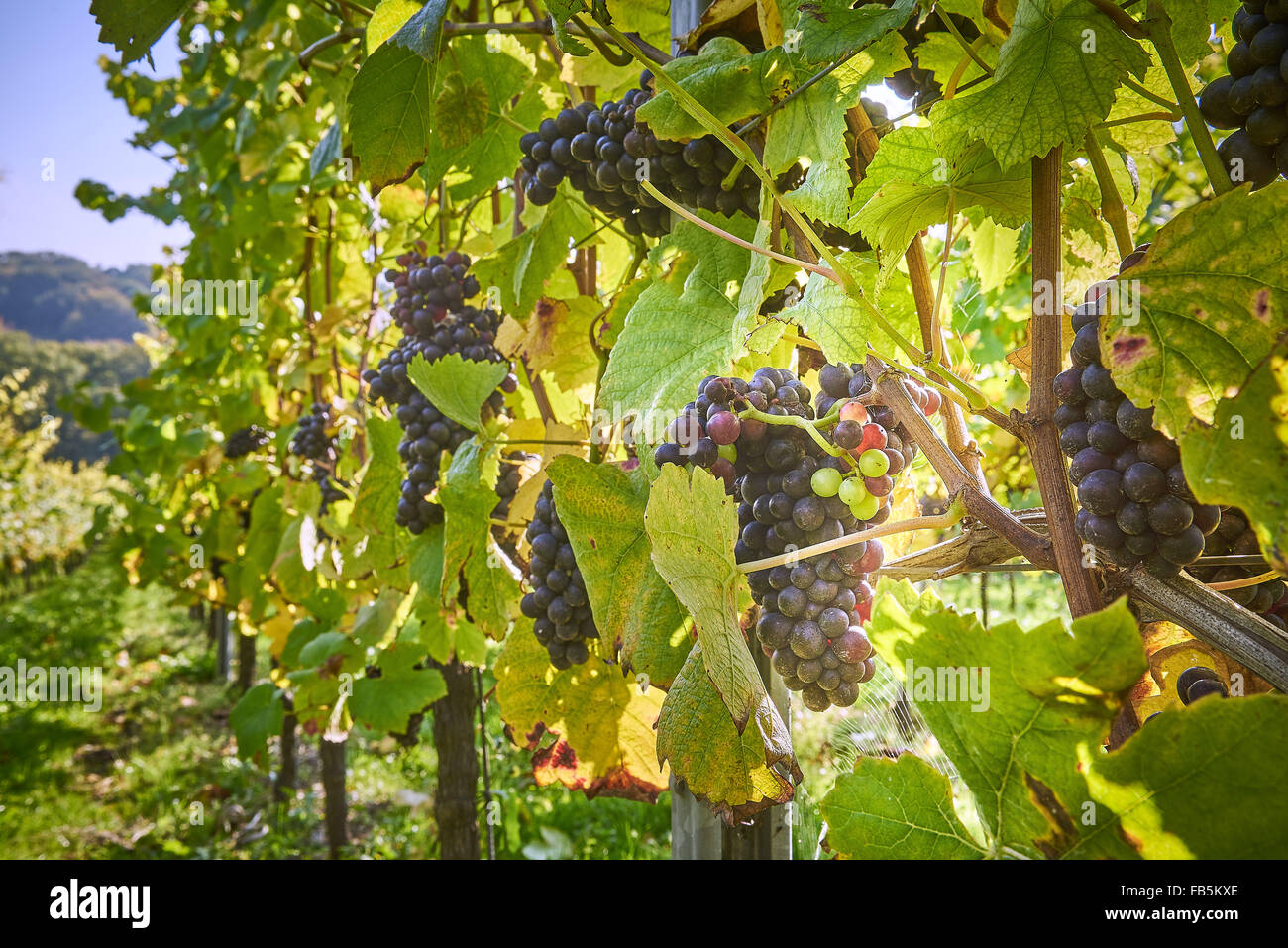 I vitigni con maturi uve nere a Wiston vigneto, Sussex Foto Stock