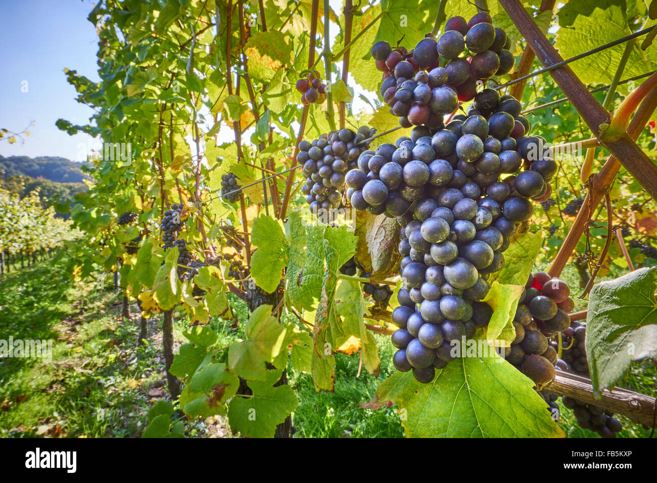 I vitigni con maturi uve nere a Wiston vigneto, Sussex Foto Stock
