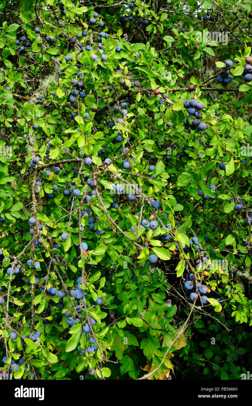 Prugnolo (Prunus spinosa) Foto Stock