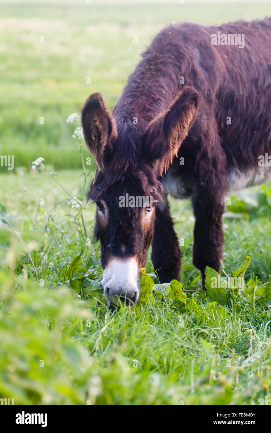Asino (Equus asinus) Foto Stock