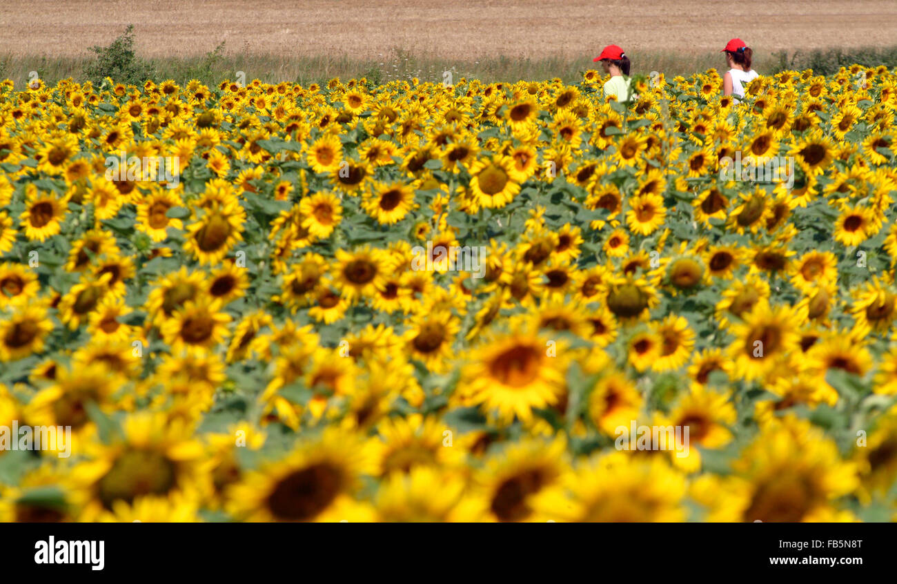 Campo di girasoli con due ragazze Provence Francia Europa Foto Stock