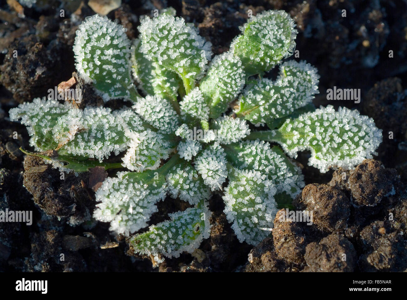 La brina sulla lattuga agnelli Foto Stock