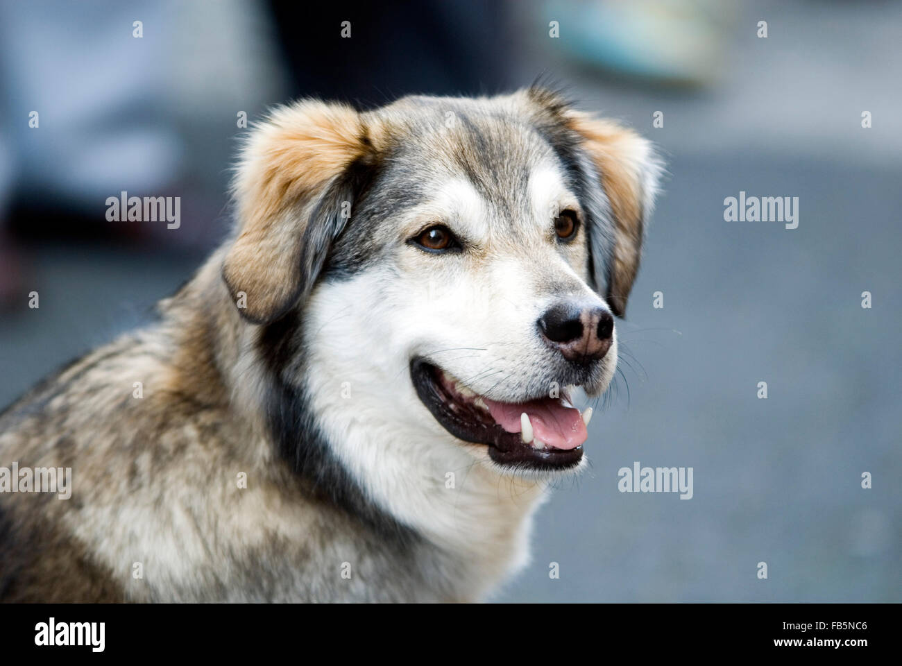 Ibrido cane Foto Stock