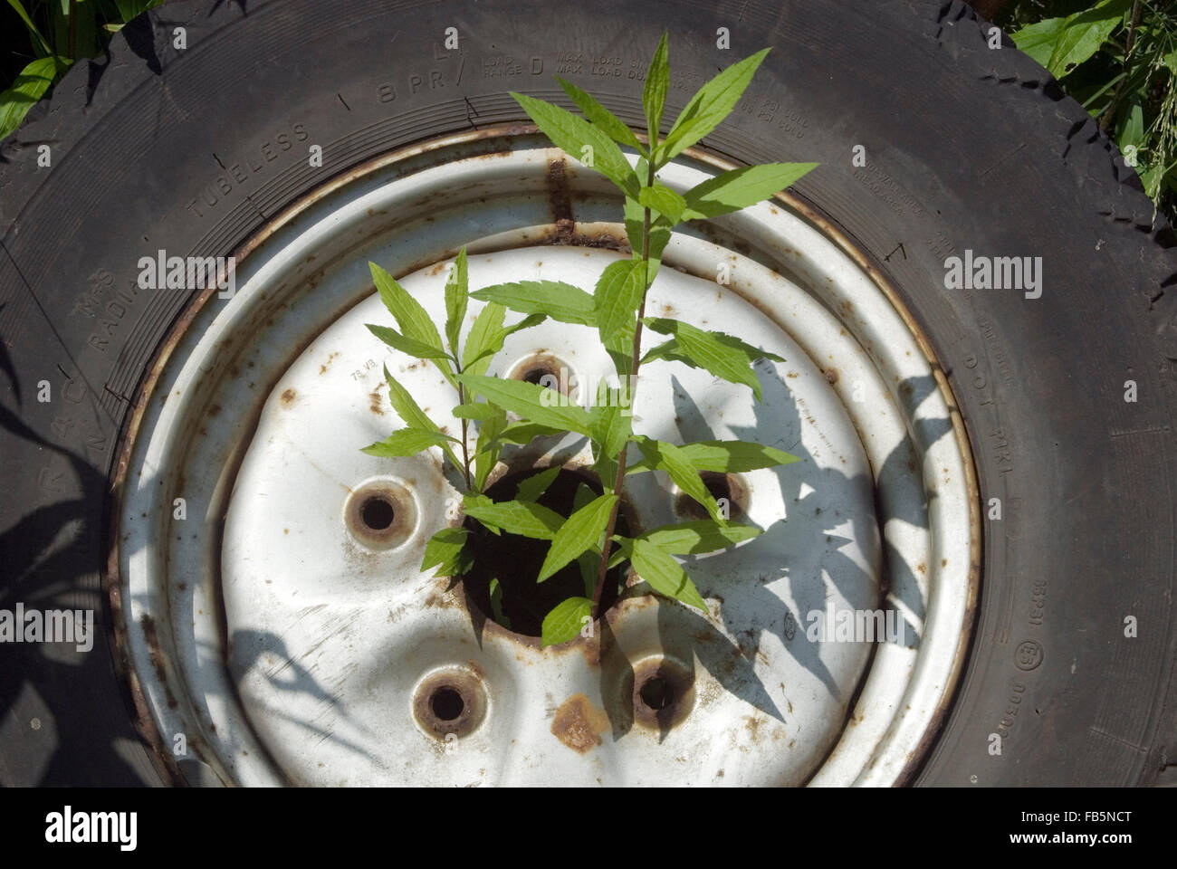 Pneumatici per auto su saltare con piante verdi Foto Stock