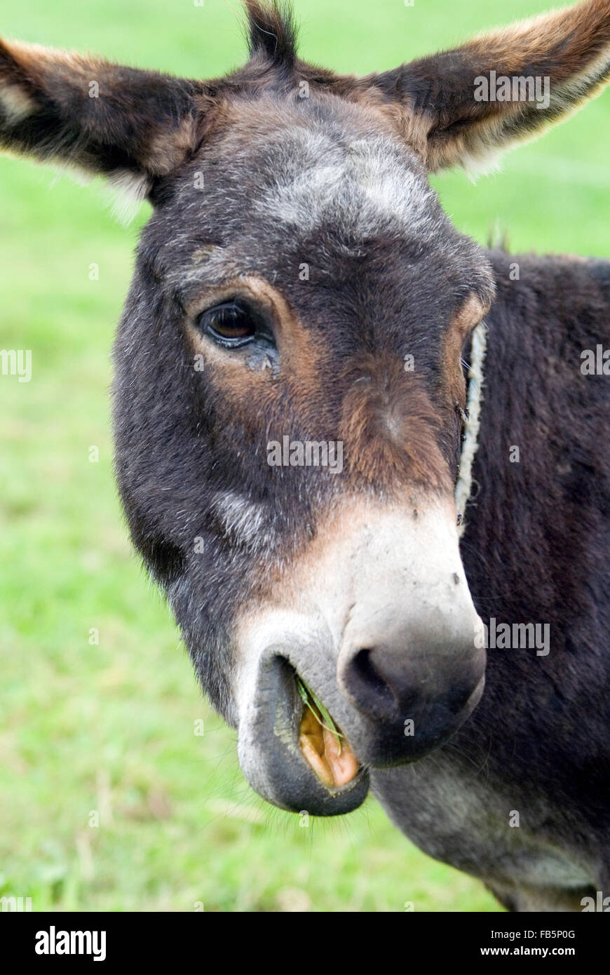Asino (Equus asinus) con bocca aperta Foto Stock