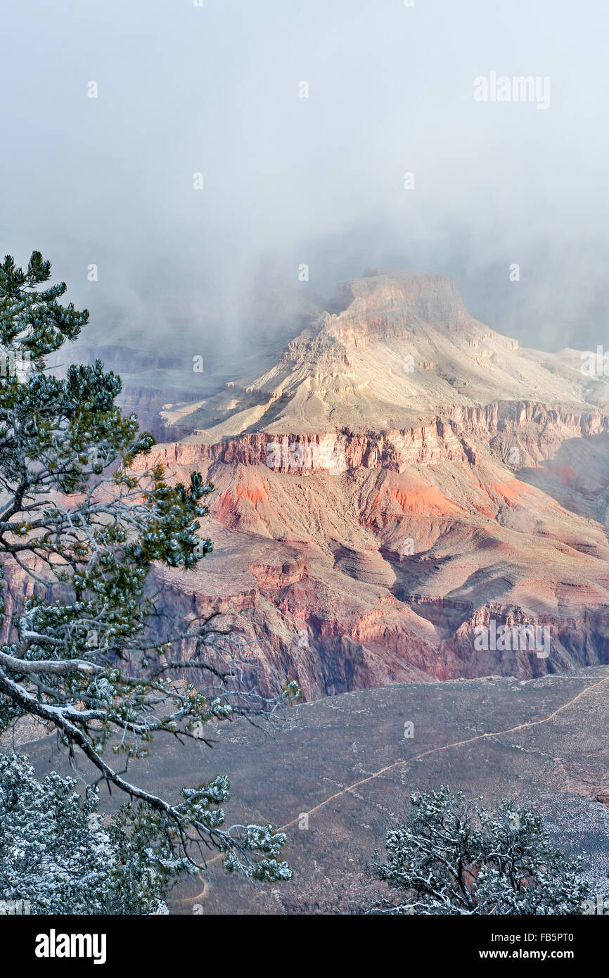 Coperte di neve albero, scogliere e canyon, da Rim Trail vicino a Yavapai Point, il Parco Nazionale del Grand Canyon, Arizona USA Foto Stock