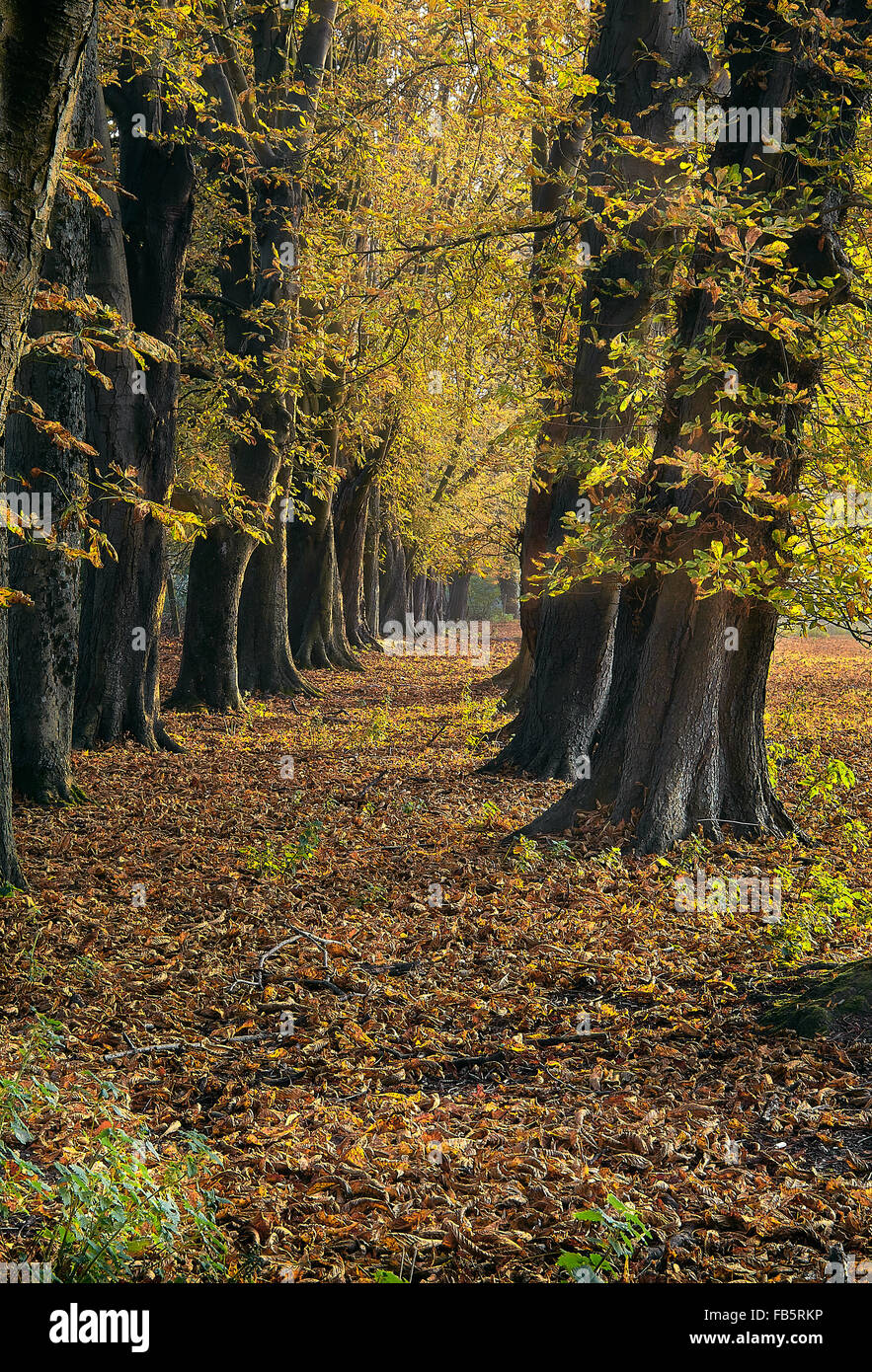 Avenue di Ippocastano in autunno Foto Stock