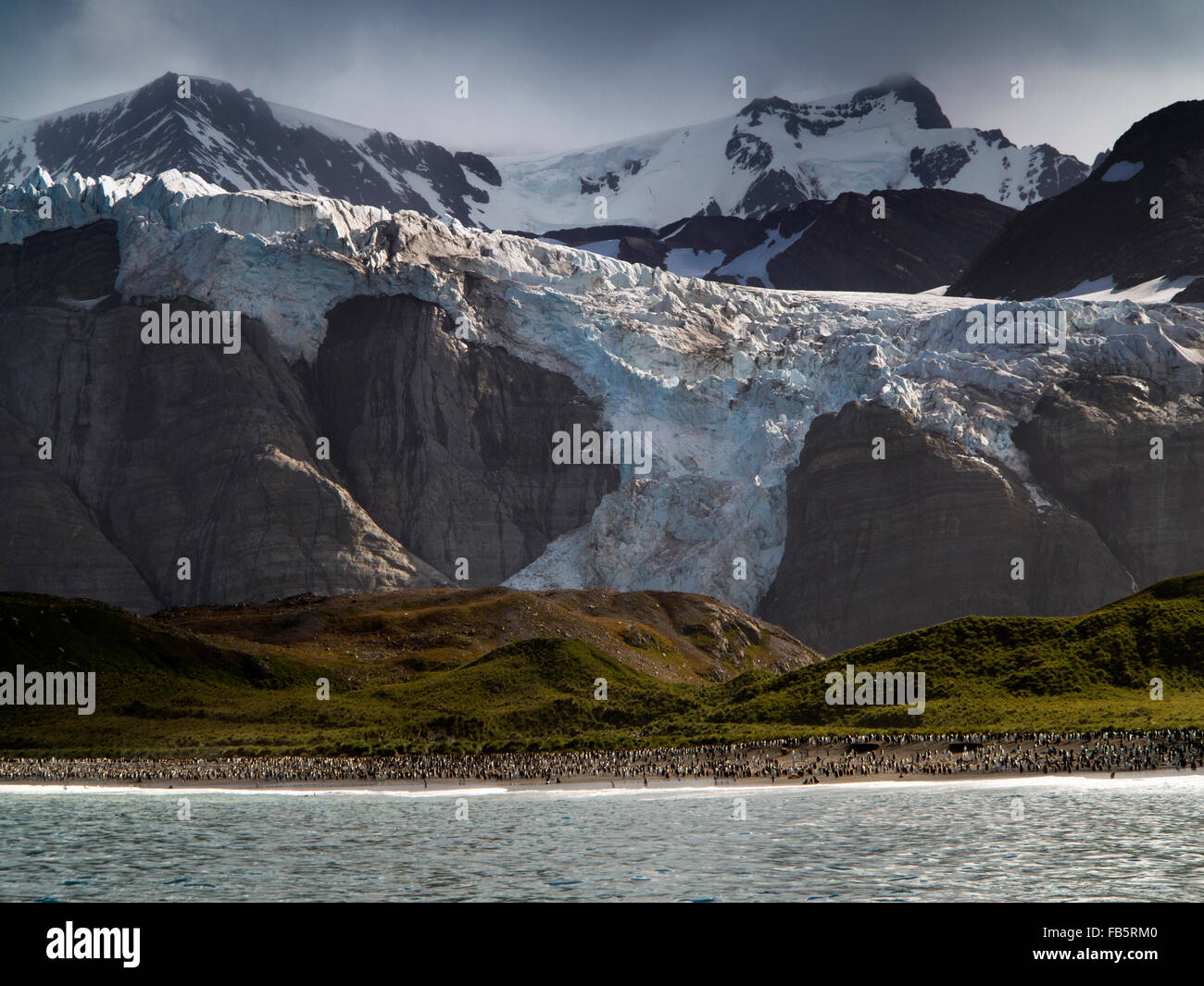 Georgia del Sud, oro Harbour, re pinguini sulla spiaggia al di sotto del ghiacciaio costiera Foto Stock