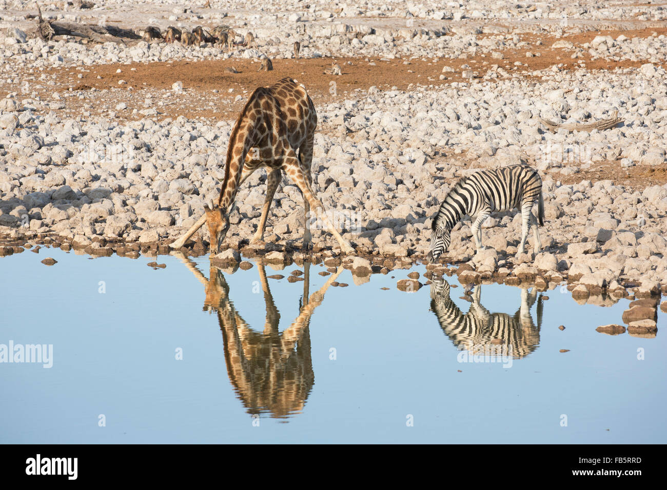 La Burchell Zebra e giraffa meridionale di bere a waterhole con le loro riflessioni visibile e un raduno di black-backed jacka Foto Stock