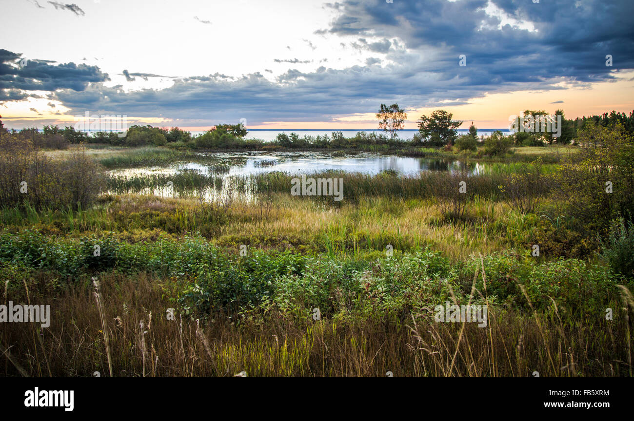Rari habitat delle paludi costiere dei grandi Laghi sulle rive del lago superiore. Tahquamenon Falls State Park. Paradise, Michigan. Foto Stock
