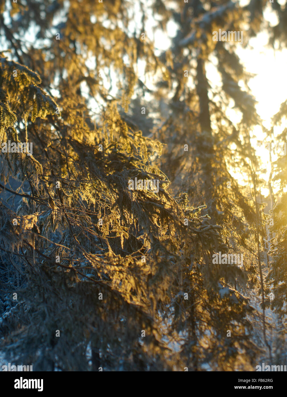Paesaggio invernale.congelati taiga forest Foto Stock