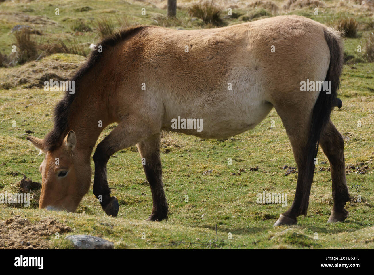 Highland Wildlife Park, Kingussie, Scozia. Przewalksky's cavallo. Foto Stock