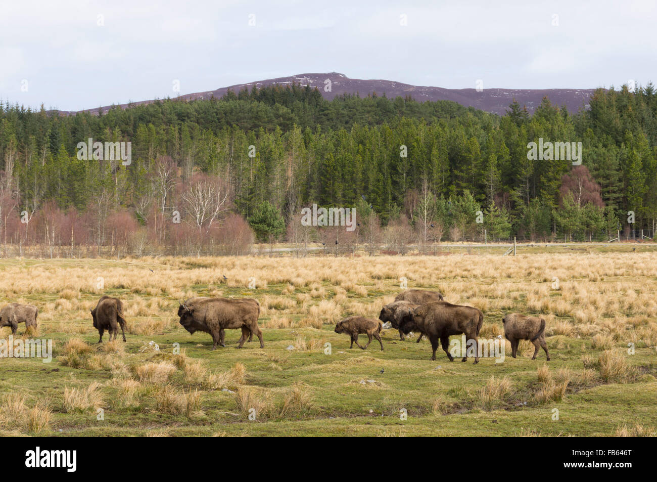 Highland Wildlife Park, Kingussie, Scozia. Bison mandria. Foto Stock