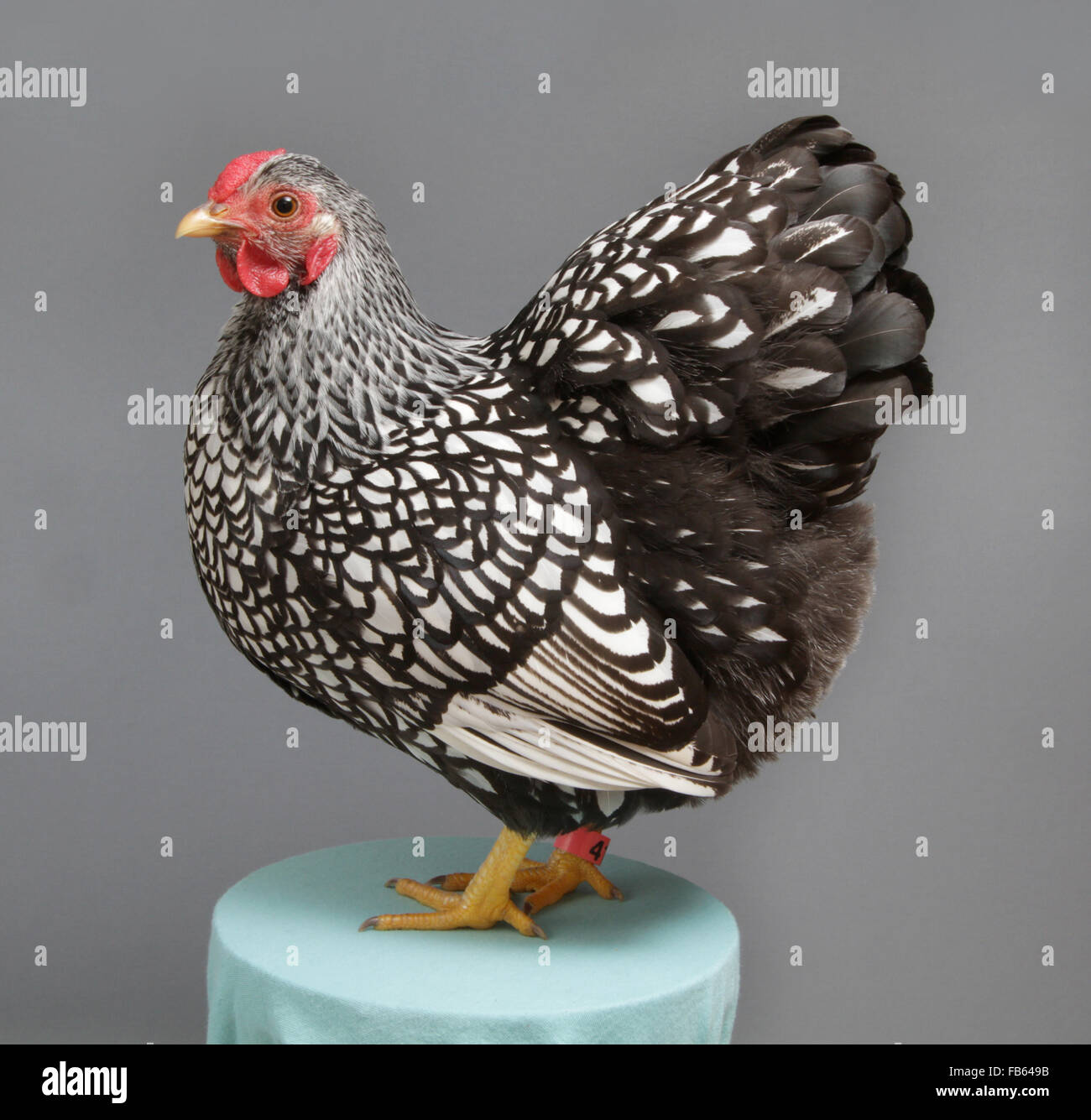 Ritratto di un argento-allacciato wyandotte gallina bantam al 2014 Nordest Congresso di pollame. Foto Stock