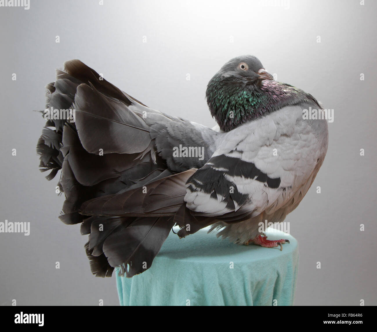 Una campionessa del fiocco pigeon, fancy razza piccione Foto Stock