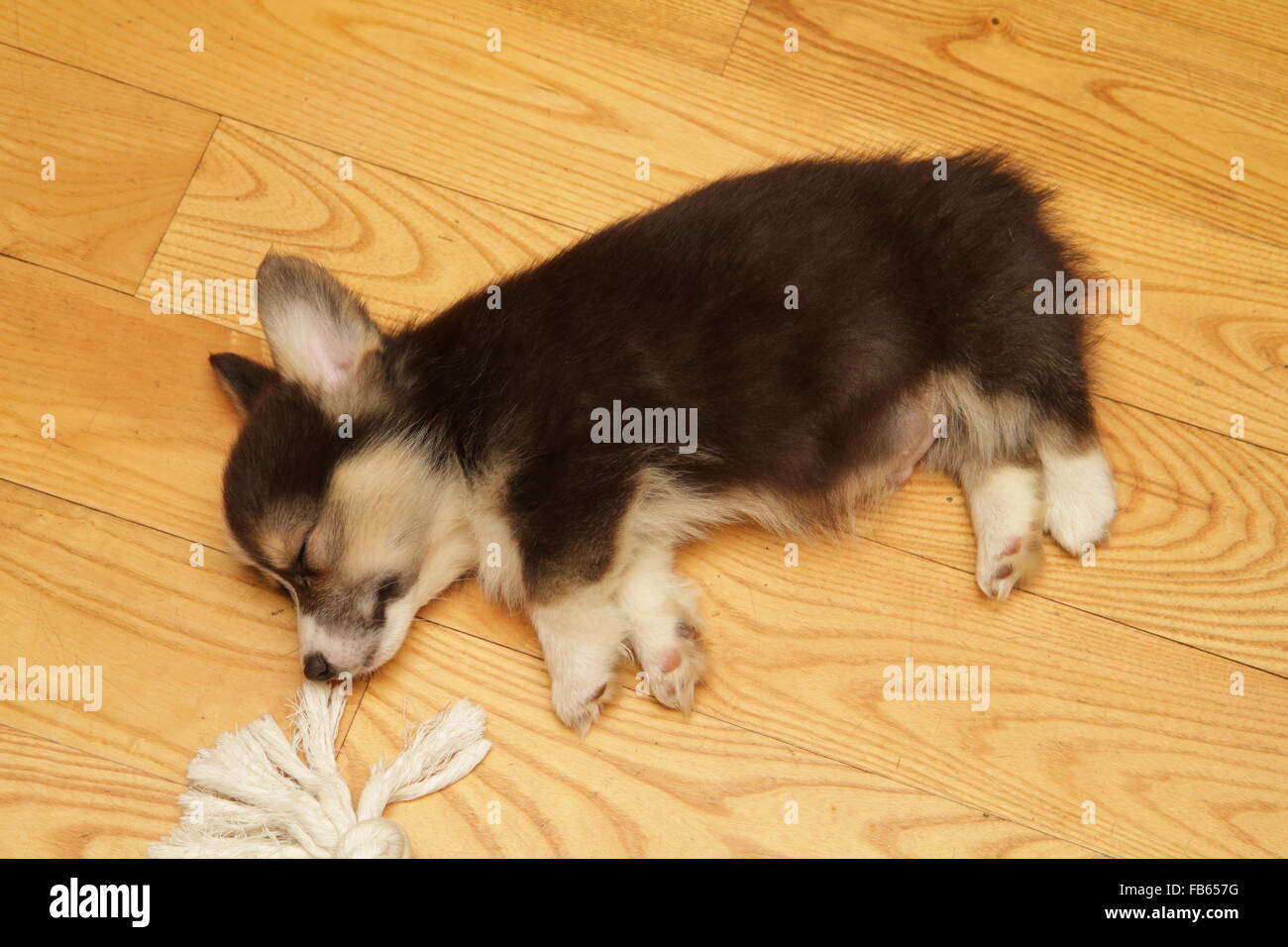 A Pembroke Welsh corgi puppy dormire su un pavimento di legno duro Foto Stock