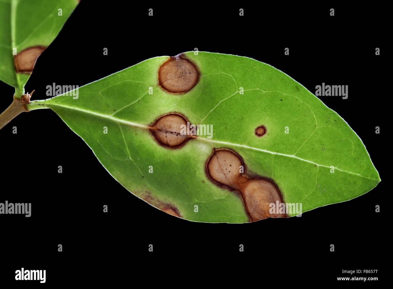 Necrotic macchie di foglia su un ligustro (Ligustrum) foglia, causato probabilmente da Cercospora sp. funghi. Foto Stock