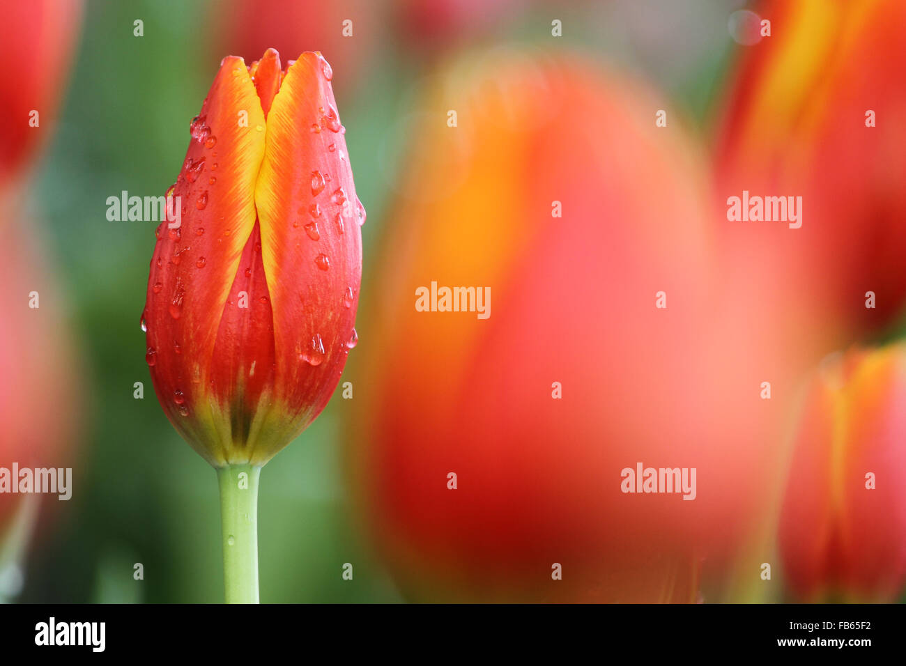 Rosso e tulipani gialli Foto Stock